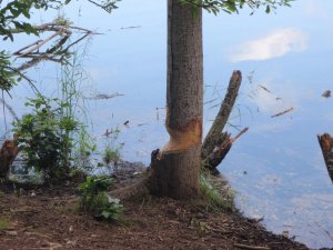 Writing is sometimes like being a beaver and chewing slowly around a tree!
