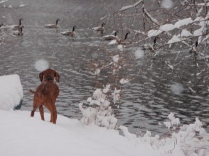 So, they want to go swimming in icy waters? Just let 'em.