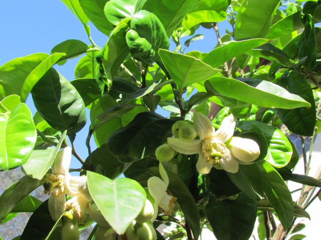 Pomelo blossoms. Next invention? An aromaphoto, so that you could smell that heavenly aroma.